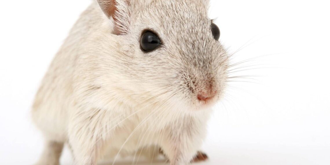 Cavie virtuali al posto degli animali, l’Agenzia europea del farmaco pronta a testare nuovo metodo