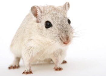 Cavie virtuali al posto degli animali, l’Agenzia europea del farmaco pronta a testare nuovo metodo