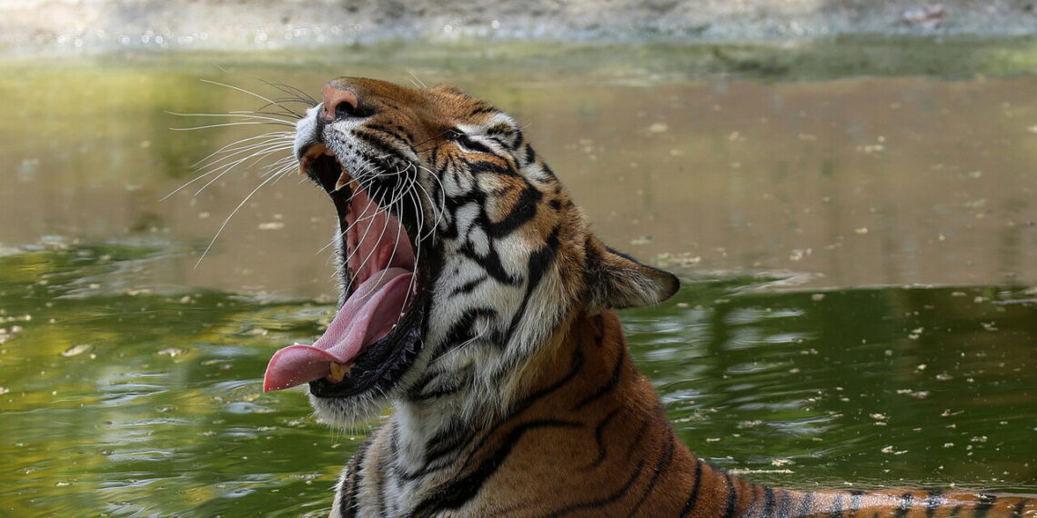 Messico, uccisa la tigre Kenzo che era fuggita da un centro privato