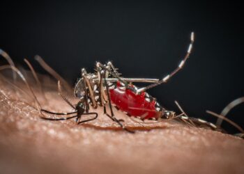 Cos’è la malaria, la ‘febbre palustre’ portata dalle zanzare che ora spaventa la Germania