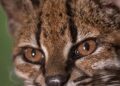 Scoperta nuova specie di felino selvatico in Bolivia