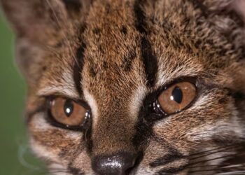 Scoperta nuova specie di felino selvatico in Bolivia