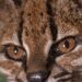 Scoperta nuova specie di felino selvatico in Bolivia