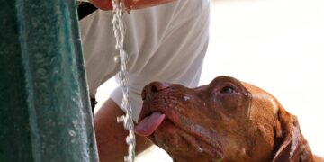 Caldo in Italia, oggi ancora 4 città da bollino rosso: quali sono i capoluoghi più roventi