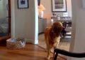 Il ladro entra in casa, il labrador fa festa e porta i giochi…