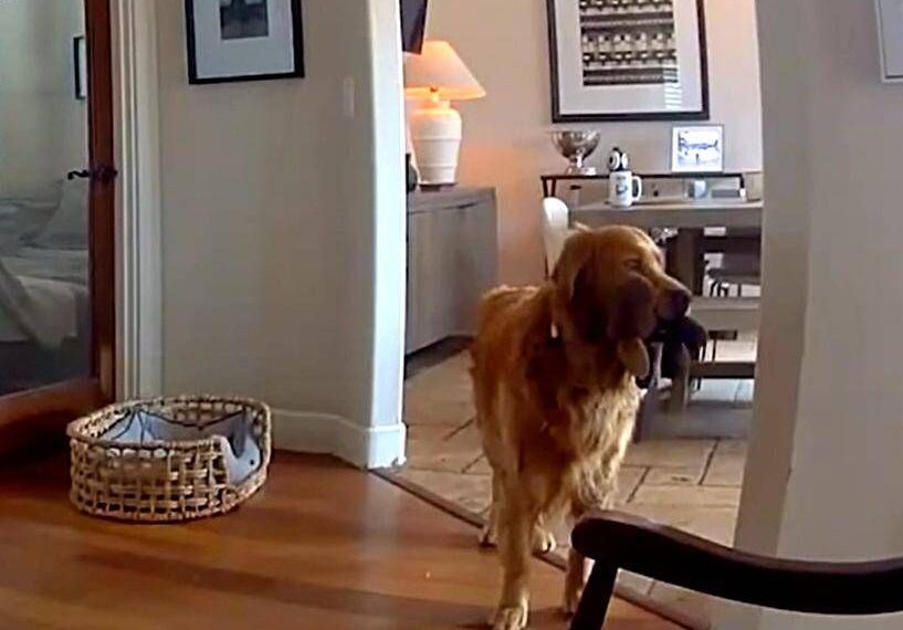 Il ladro entra in casa, il labrador fa festa e porta i giochi…