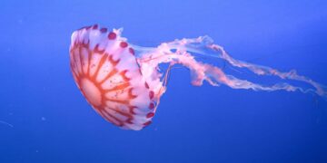 Medusa ortica, così provoca dolore e morte delle cellule: eparina protegge dal veleno