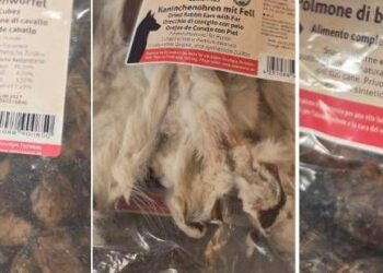 Orecchie di coniglio o polmone di cavallo? Lo snack ‘choc’ per i cani nel cuore di Cortina