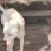 Seduta al tavolino di un bar viene azzannata in testa da un cane sfuggito alla dog sitter