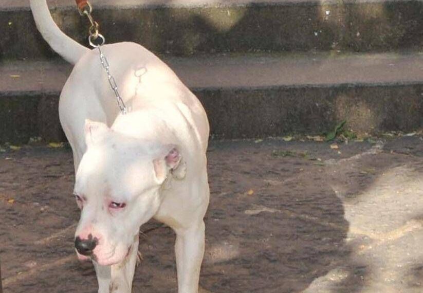 Seduta al tavolino di un bar viene azzannata in testa da un cane sfuggito alla dog sitter